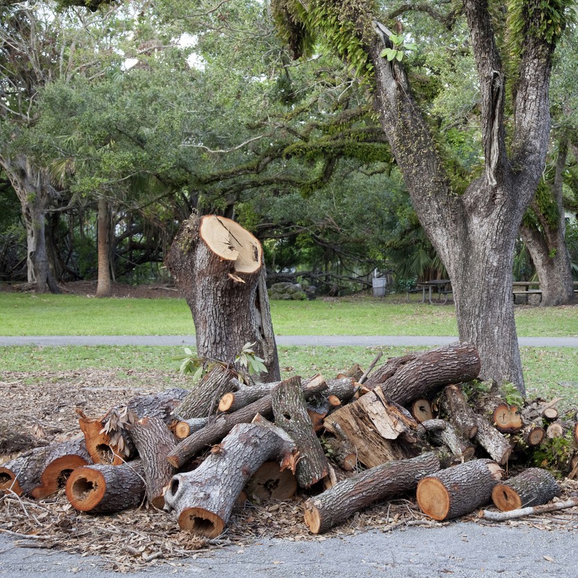 Tree Branches and Logs 